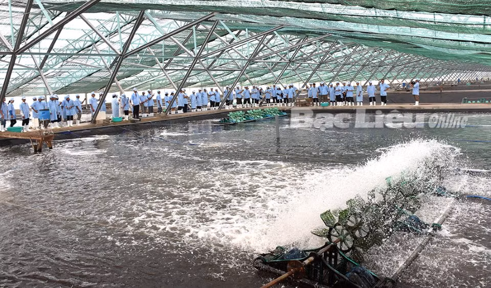 Bạc Liêu phát triển mô hình nuôi tôm công nghệ cao gắn với bảo vệ môi trường ảnh 1