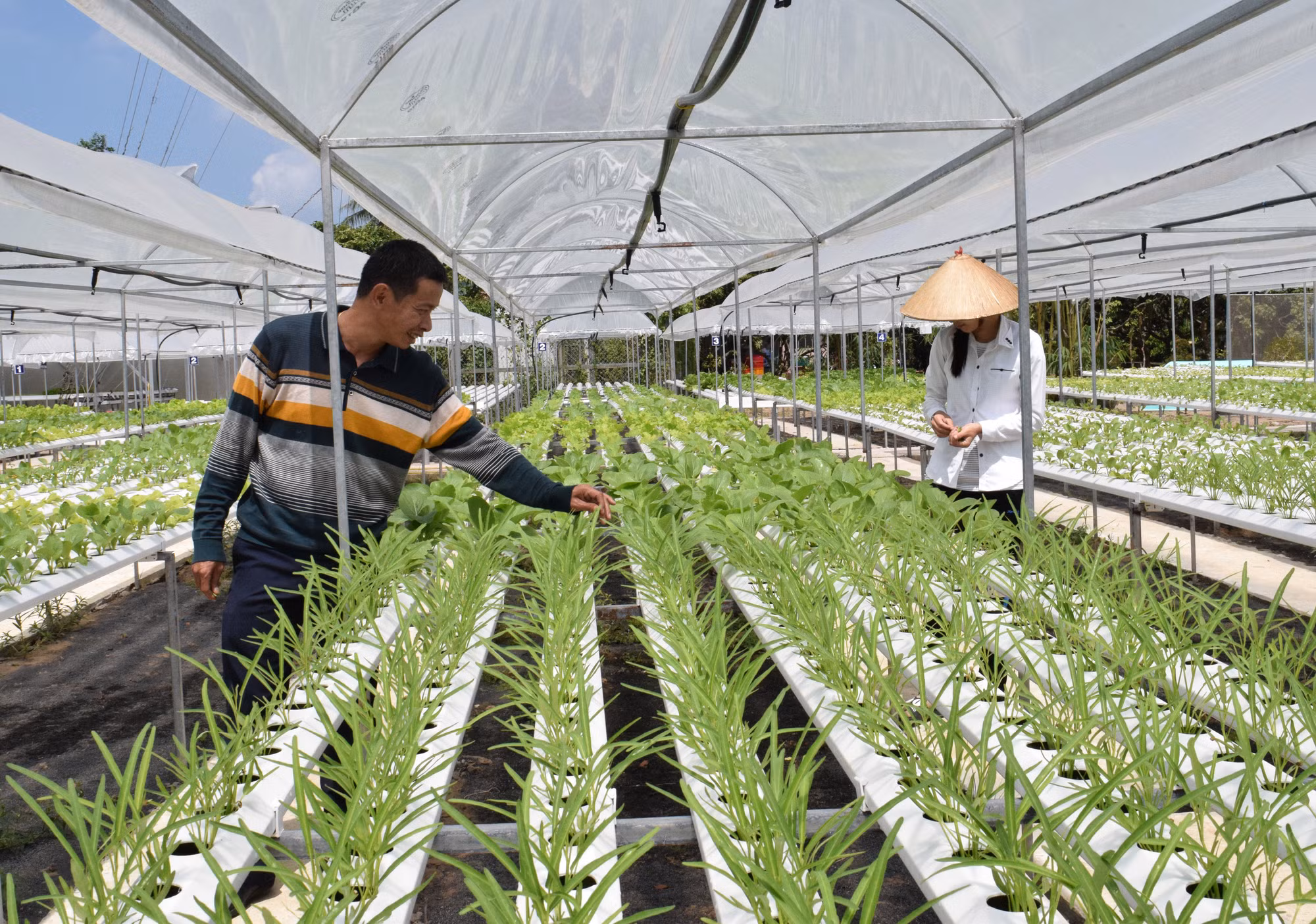 Đồng Tháp nâng cao giá trị sản phẩm từ sản xuất nông nghiệp hữu cơ ảnh 1