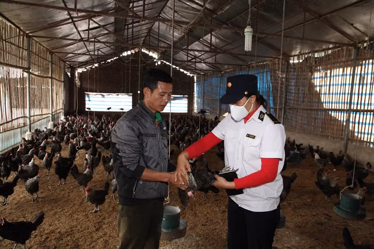 Vĩnh Phúc hướng dẫn nông dân áp dụng chăn nuôi an toàn sinh học ảnh 1