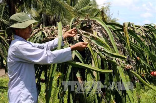 Phòng bệnh đốm nâu trên cây thanh long ảnh 1