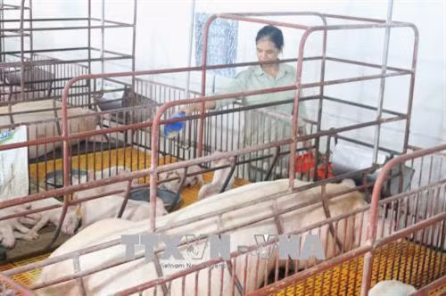 Xã viên Hợp tác xã Hợp Thịnh chăm sóc đàn heo nái theo quy trình khép kín. Ảnh: Ngọc Tùng - TTXVN