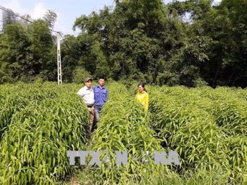 Lên kết giữa HTX Hợp Thịnh, doanh nghiệp và các hộ nông dân, năm 2017, mô hình trồng cây dược liệu Hoàn ngọc đã cho kết quả tốt. Ảnh: Ngọc Tùng - TTXVN