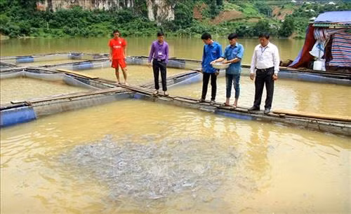 Từ các chính sách hỗ trợ, nhân dân tái định cư xã Ta Gia, huyện Than Uyên (Lai Châu) phát triển nuôi cá lồng trên lòng hồ thủy điện. Ảnh: Việt Hoàng - TTXVN
