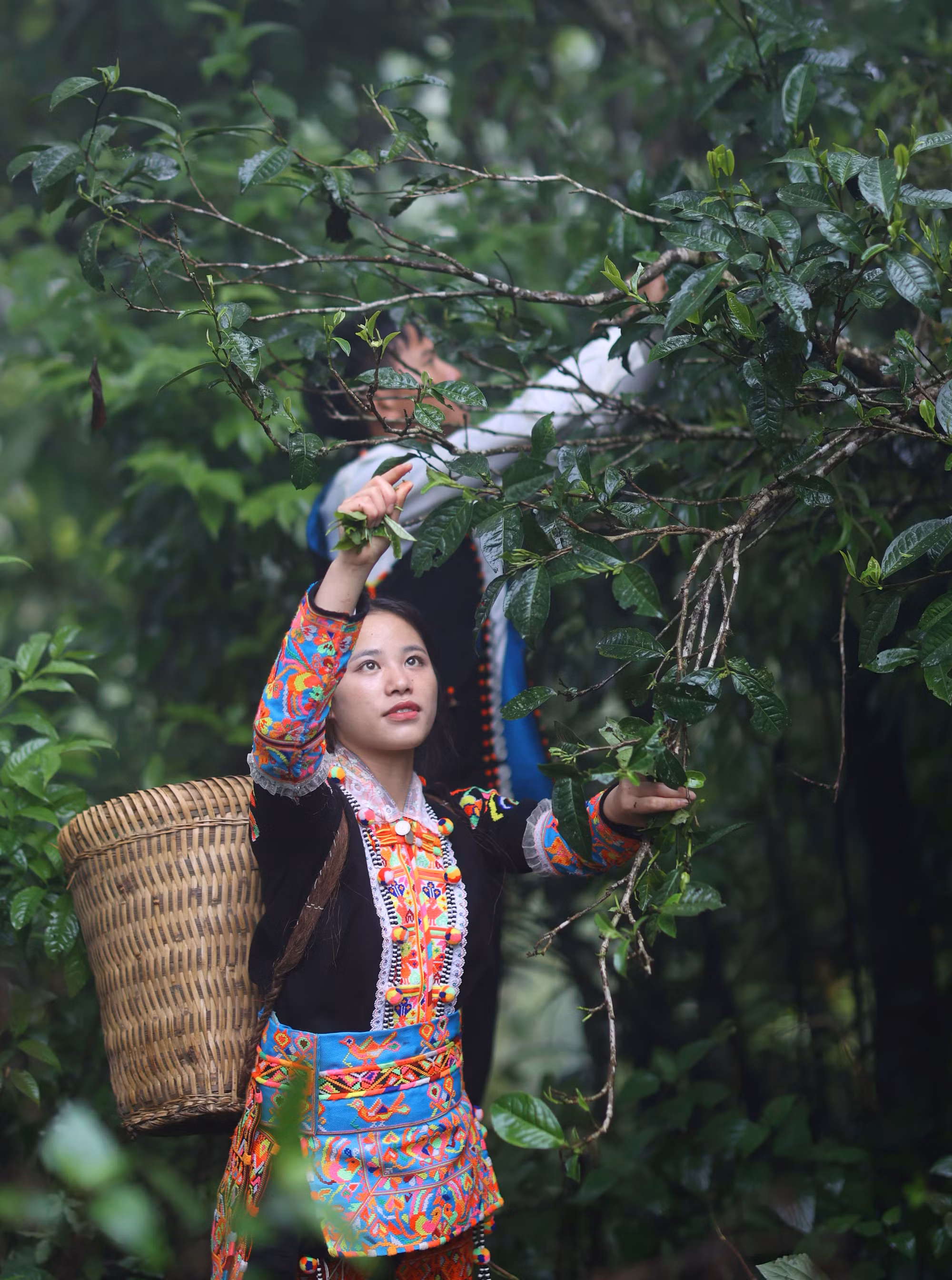Bảo tồn “lộc trời” trên đất Mồ Sì San ảnh 2