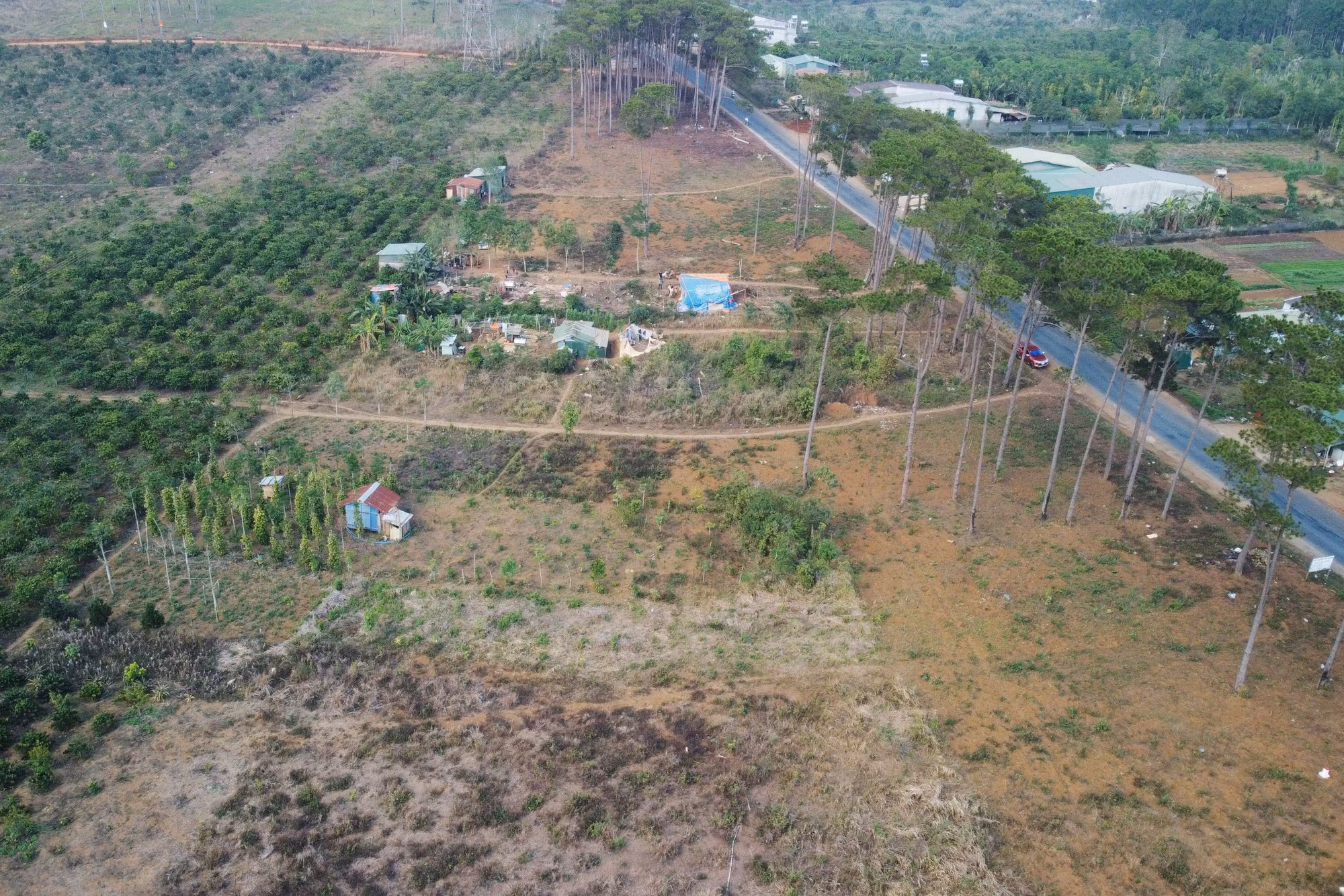 Thu hồi đất rừng bị lấn, chiếm, khôi phục thông xanh ven Quốc lộ 28 ảnh 2