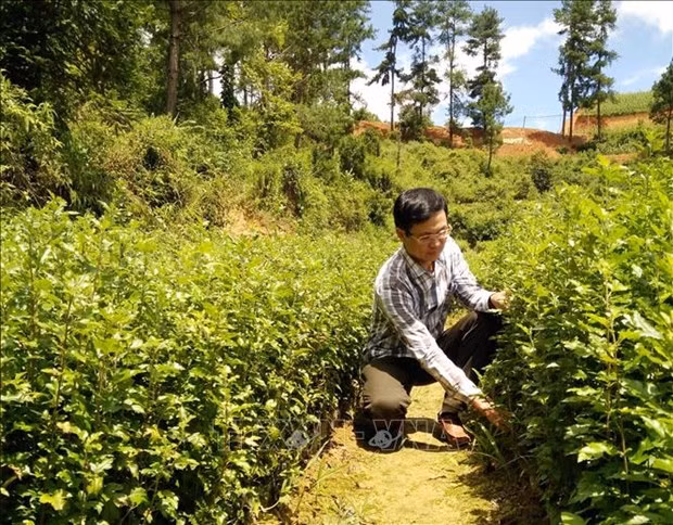 Yên Bái lan tỏa phong trào trồng rừng ảnh 1