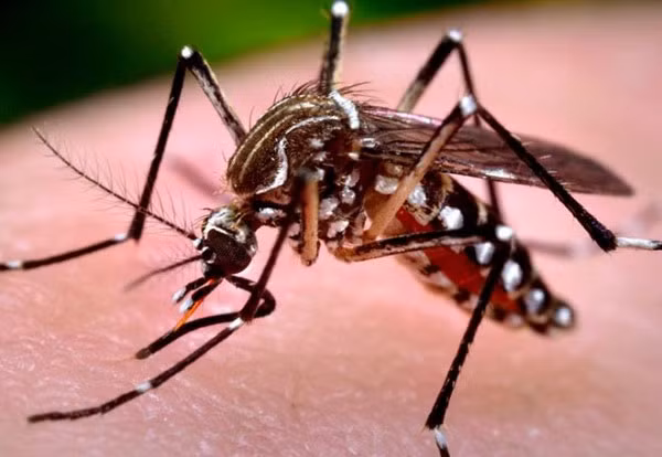 Tăng cường công tác truyền thông phòng, chống dịch do virus Chikungunya ảnh 1