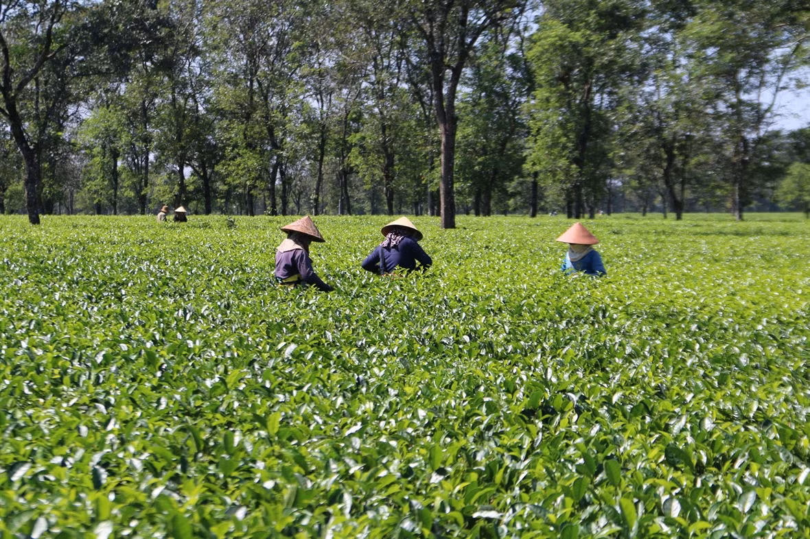 Gia Lai phát huy tiềm năng du lịch bản địa ảnh 4