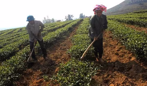 Trưởng bản Lò Văn Xương giúp đồng bào thoát nghèo ảnh 1