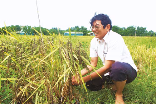 Kỹ sư Hồ Quang Cua và các cộng sự đã nghiên cứu và lai tạo thành công nhiều giống lúa thơm có giá trị dinh dưỡng cao