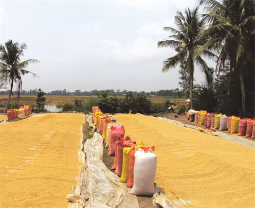 Năng suất lúa đặc sản của Sóc Trăng hiện đạt từ 6,5 - 7 tấn/ha