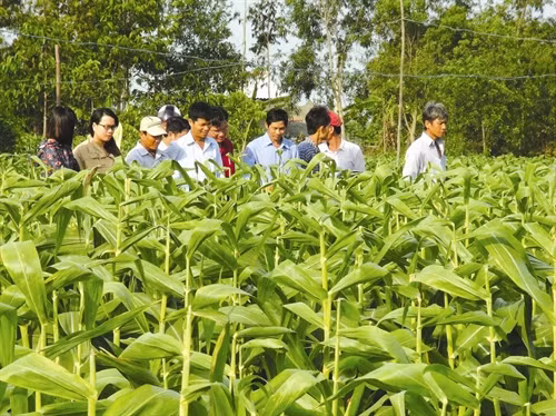 Đại biểu các tỉnh vùng Đồng bằng sông Cửu Long tham quan mô hình trồng ngô giống tại tỉnh Trà Vinh Kho ngô giống nguyên liệu của Công ty cổ phần giống cây trồng miền Nam tại Khu công nghiệp Long Đức Kiểm tra quy trình sấy ngô giống tại Nhà máy chế biến hạt giống của Công ty cổ phần giống cây trồng miền Nam