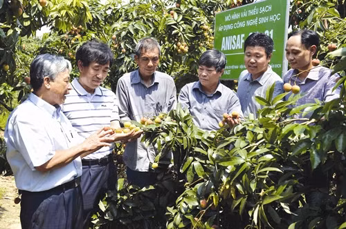 Gia đình ông Nguyễn Văn Thịnh, thôn Lâm Thịnh, xã Phúc Hòa, huyện Tân Yên trồng vải thiều áp dụng công nghệ sinh học cho năng suất cao, mẫu mã đẹp hơn so với phương pháp trồng vải thiều truyền thống