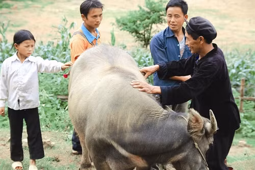Những con trâu "chưa đủ trọng lượng" sẽ được bà con mua lại, đem về vỗ béo, hẹn những phiên chợ sau. Mỗi con trâu đem bán cho thương lái dưới xuôi đem lại lợi nhuận cho bà con khoảng vài triệu đồng. Thực hiện tiêm phòng bệnh cho trâu, bò đúng lịch để phòng tránh và hạn chế dịch bệnh. Huyện Si Ma Cai chú trọng phát triển diện tích trồng cỏ voi phục vụ chăn nuôi đại gia súc. Chuồng nuôi nhốt trâu, bò được bảo đảm ấm về mùa đông, thoáng mát về mùa hè, giúp cho đàn trâu, bò của đồng bào phát triển tốt.