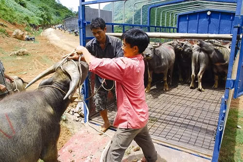 Những con trâu "chưa đủ trọng lượng" sẽ được bà con mua lại, đem về vỗ béo, hẹn những phiên chợ sau. Mỗi con trâu đem bán cho thương lái dưới xuôi đem lại lợi nhuận cho bà con khoảng vài triệu đồng. Thực hiện tiêm phòng bệnh cho trâu, bò đúng lịch để phòng tránh và hạn chế dịch bệnh. Huyện Si Ma Cai chú trọng phát triển diện tích trồng cỏ voi phục vụ chăn nuôi đại gia súc. Chuồng nuôi nhốt trâu, bò được bảo đảm ấm về mùa đông, thoáng mát về mùa hè, giúp cho đàn trâu, bò của đồng bào phát triển tốt.