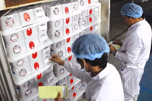 Kiểm tra chất lượng vải thiều trước khi xuất khẩu