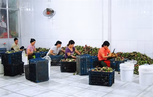 Ông Hấu A Sy đã tạo công ăn việc làm cho hàng chục lao động địa phương với mức thu nhập từ 6 - 8 triệu đồng/tháng