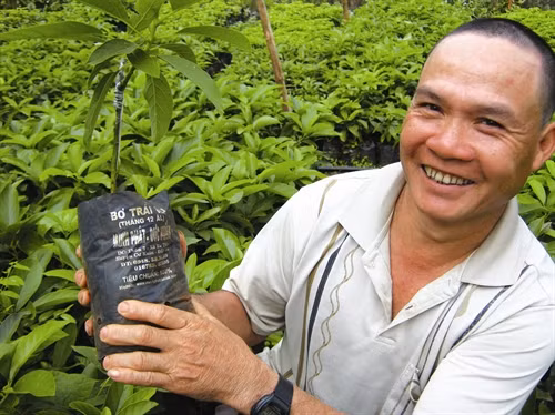 Vườn ươm bơ trái vụ của đồng bào ở huyện Cư kuin