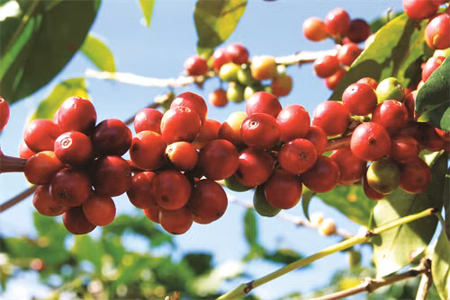 Quả cà phê chín đỏ là lúc bà con thu hái