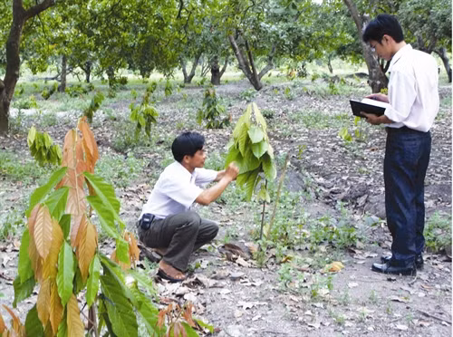 Thường xuyên theo dõi quá trình phát triển của cây ca cao con