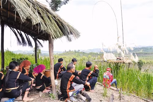Dựng chòi cúng "thần Lúa" ngoài rẫy