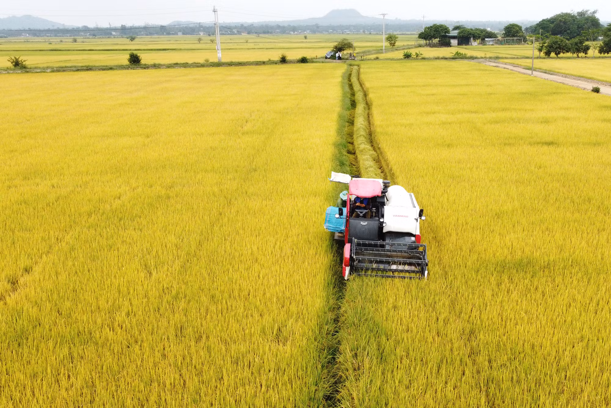 Lúa gạo buôn Chóah ảnh 2