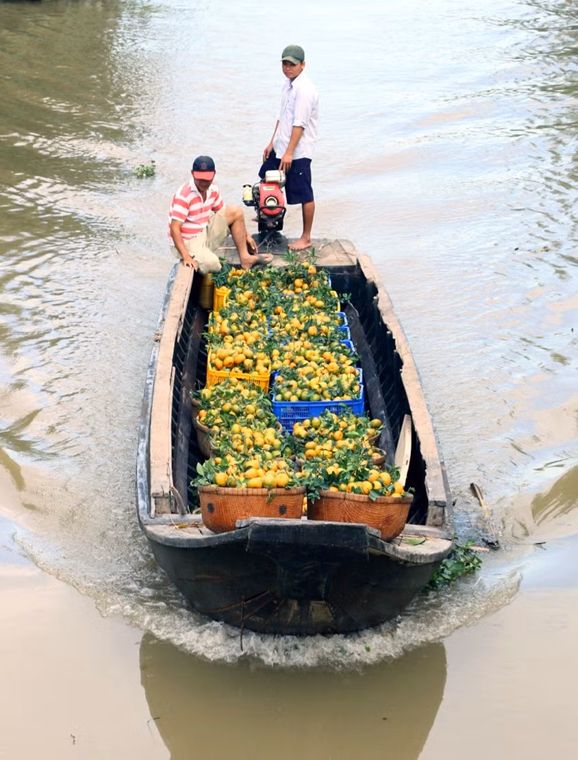Nông dân Lai Vung làm giàu từ quýt hồng ảnh 3