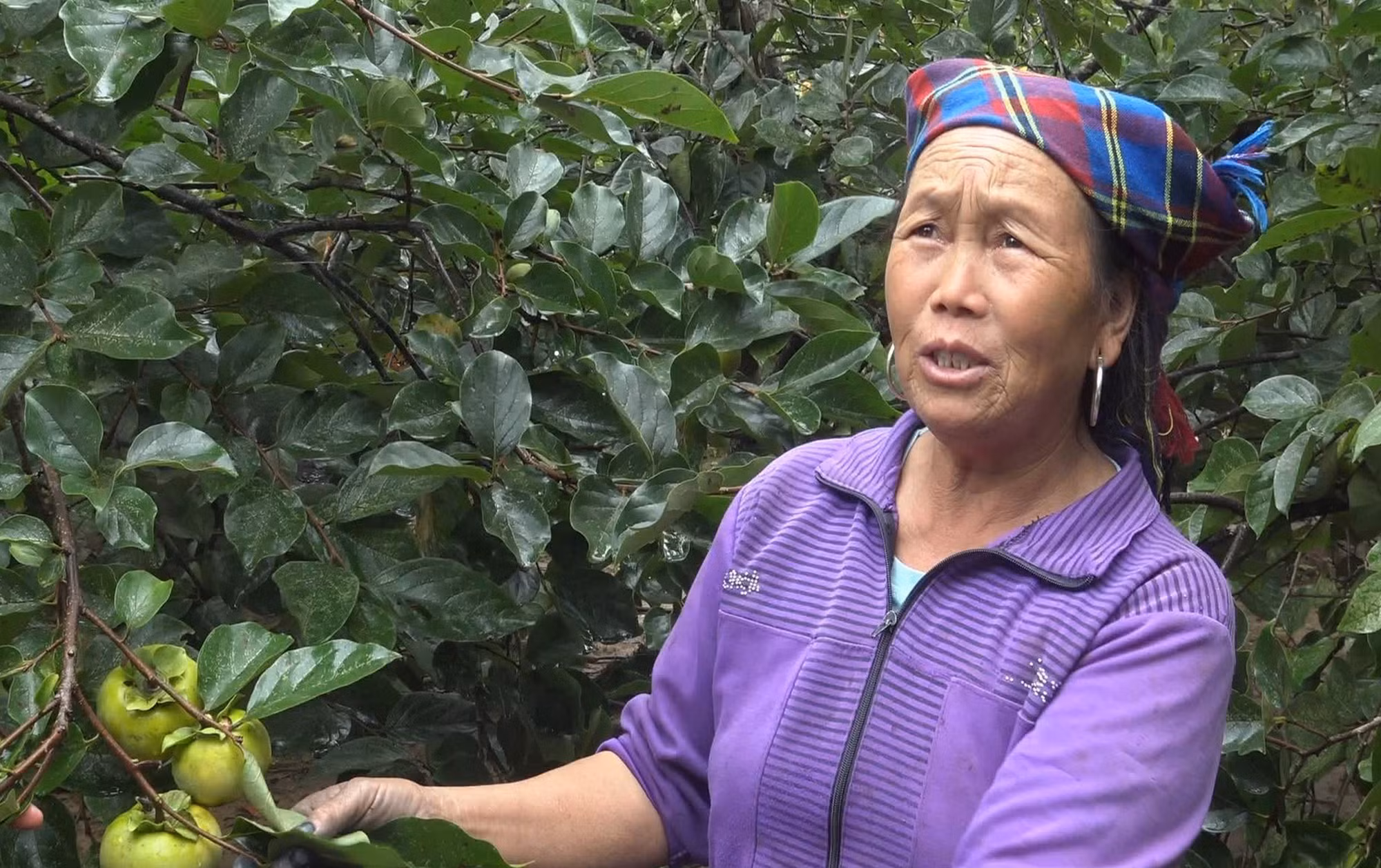 Khơi dậy tiềm năng cây ăn quả tại Yên Bái ảnh 2