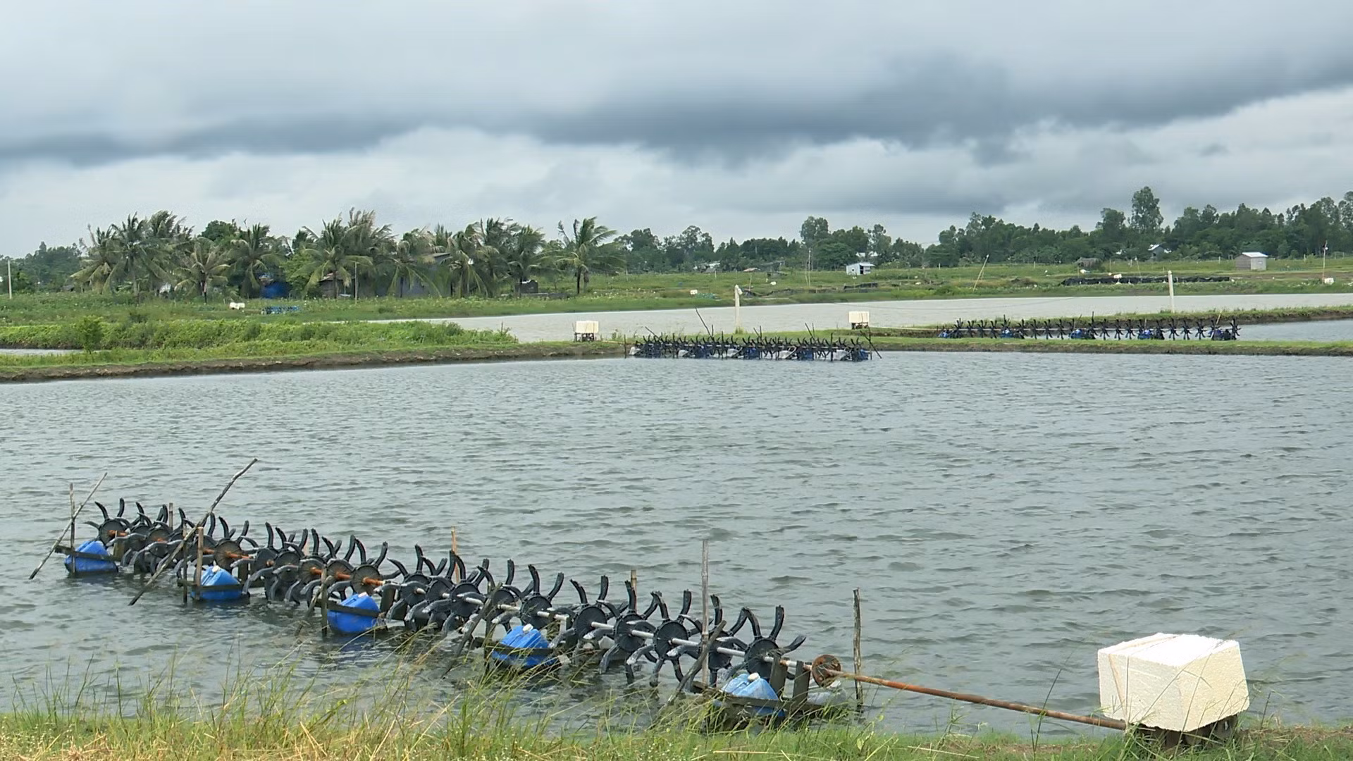 Huyện Mỹ Xuyên có thế mạnh phát triển kinh tế thủy sản. Đặc biệt, nuôi tôm nước lợ đang được đầu tư ứng dụng công nghệ cao, mở ra hướng phát triển bền vững. Ảnh: Chanh Đa