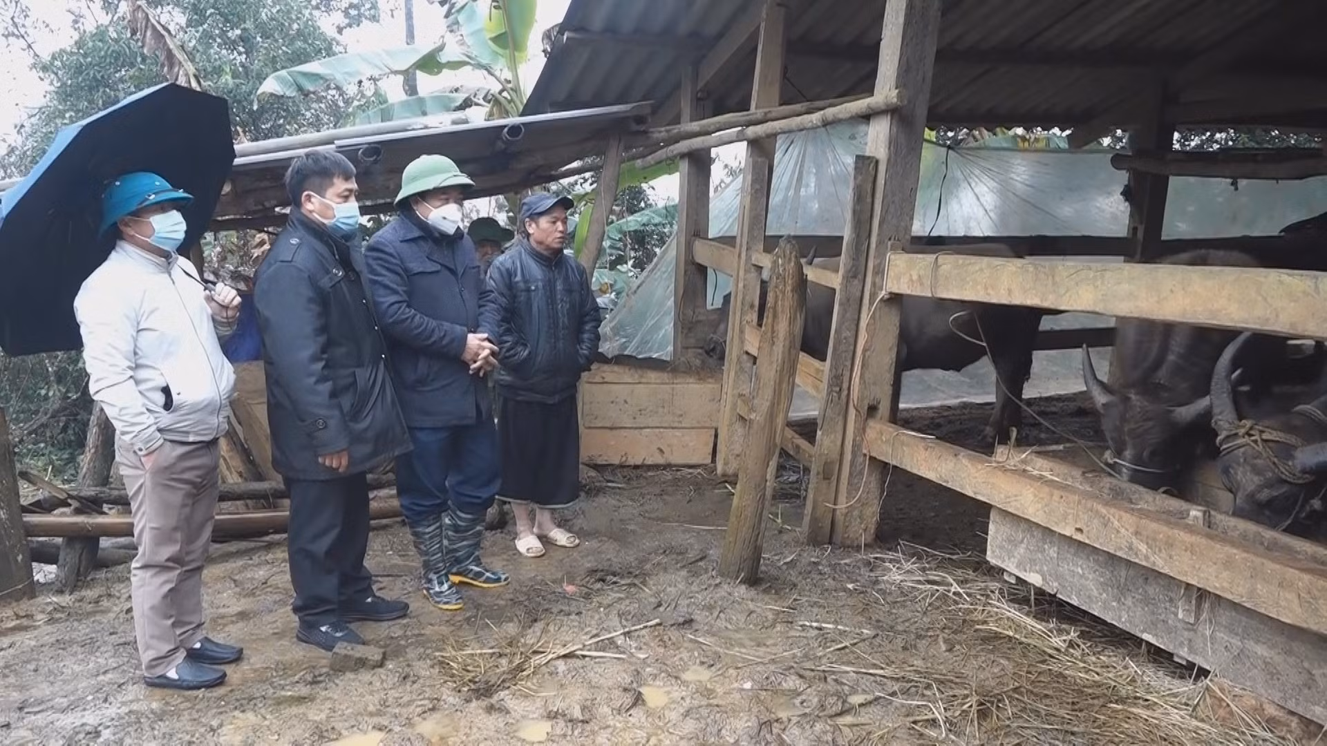 Yên Bái phòng, chống đói, rét cho vật nuôi ảnh 1