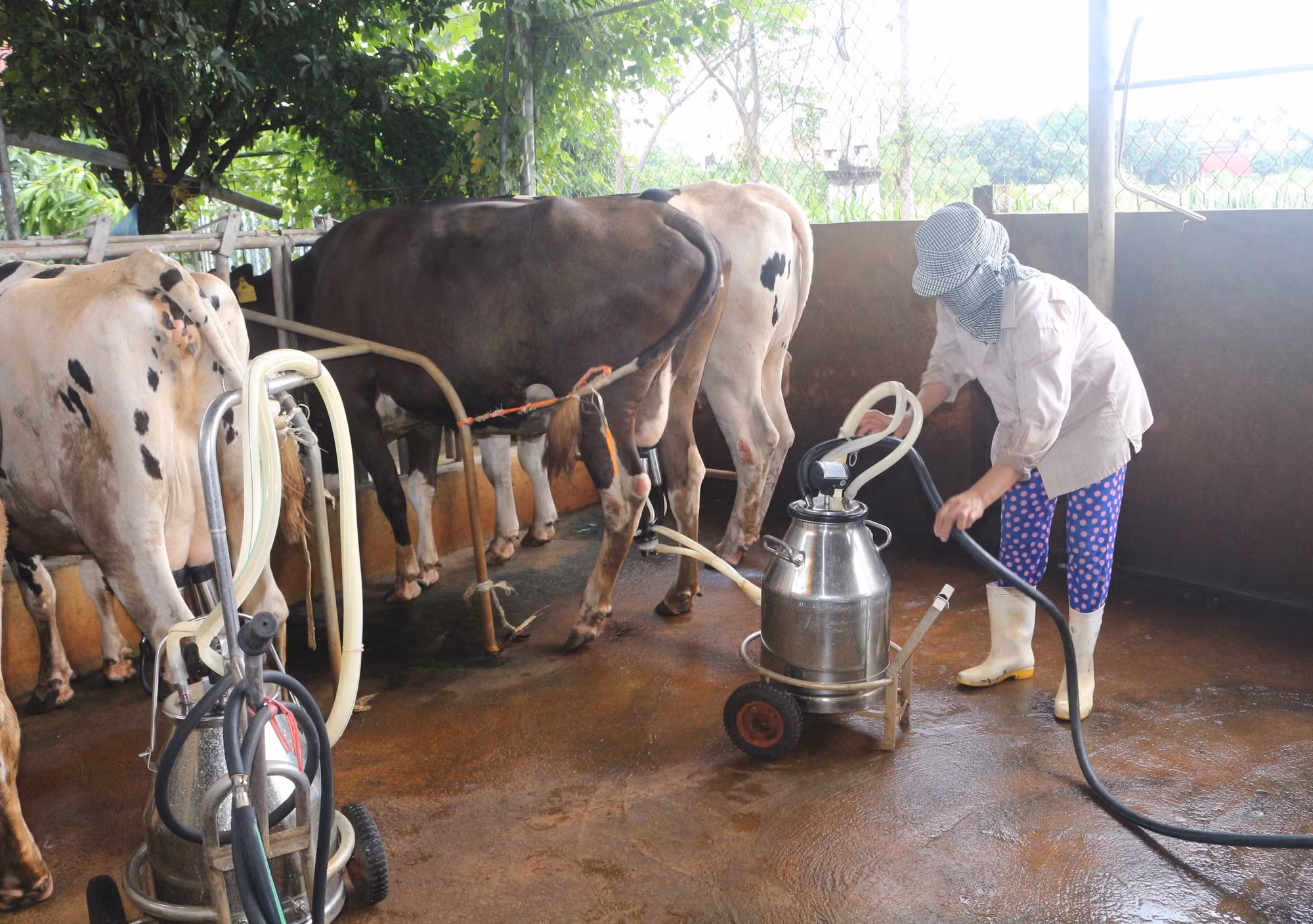 Một số lưu ý về an toàn dịch bệnh trên đàn bò sữa ảnh 2