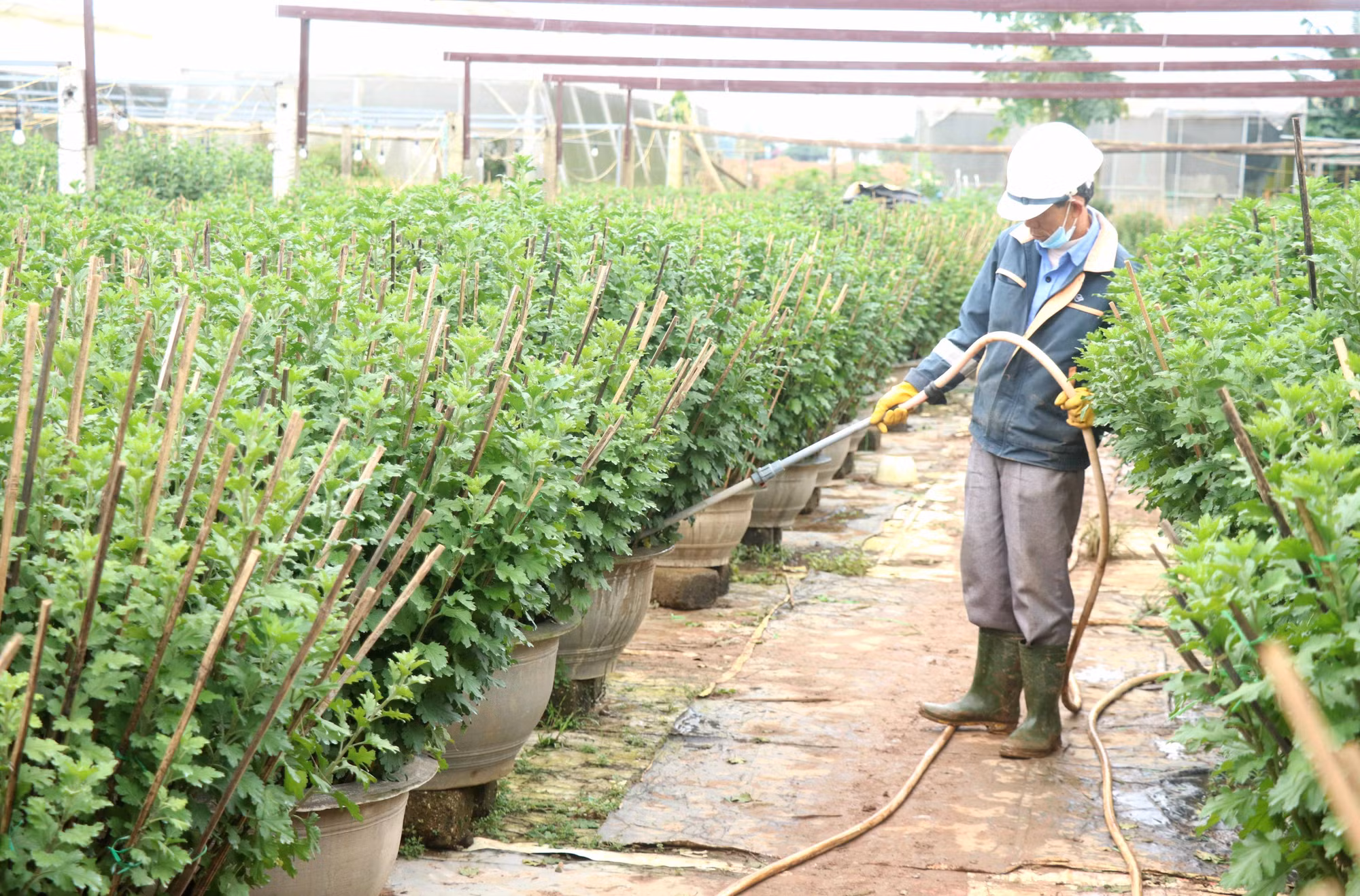 Quảng Trị: Nhà vườn kỳ vọng được mùa hoa Tết ảnh 3