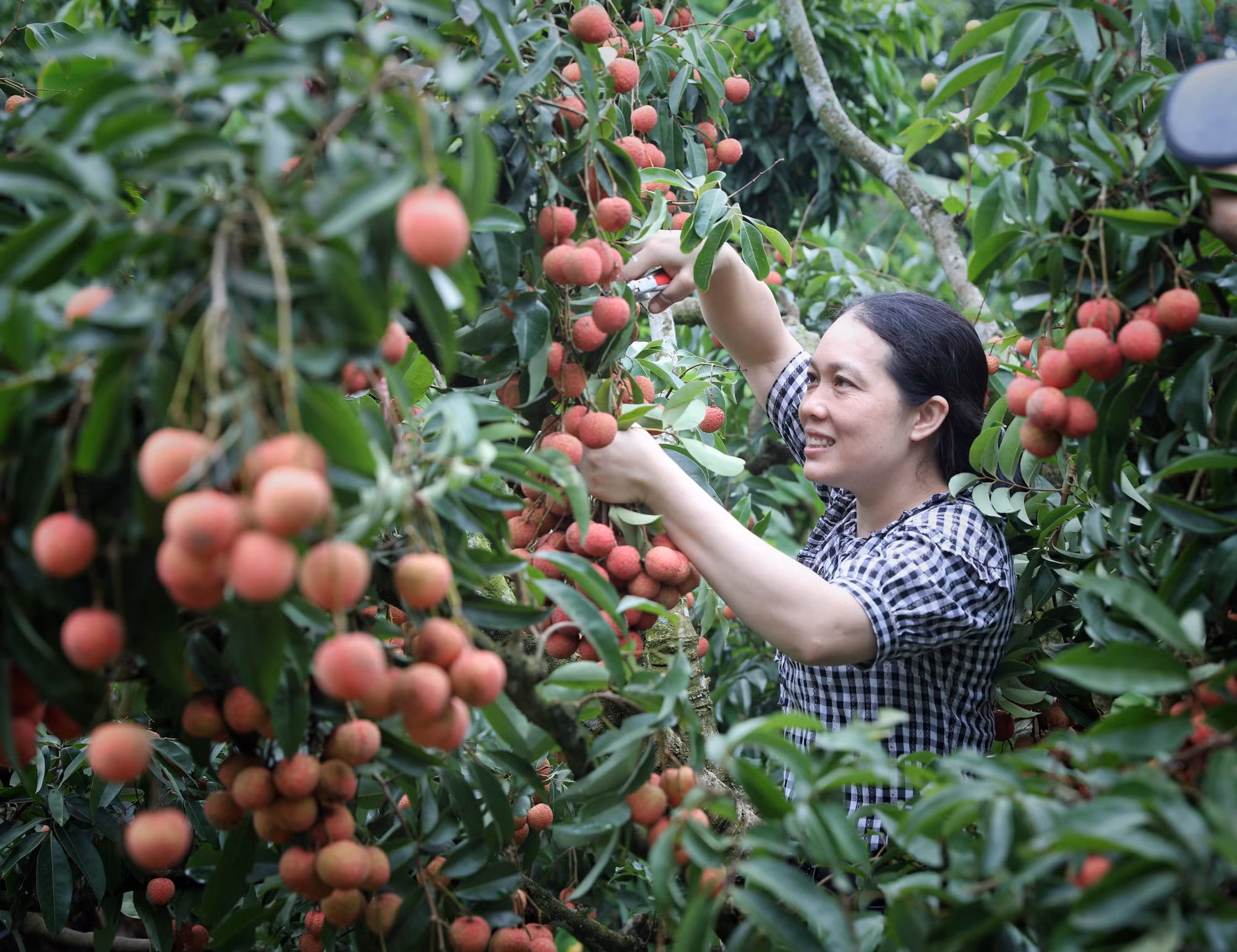 Nông nghiệp xanh (Bài 2) ảnh 3