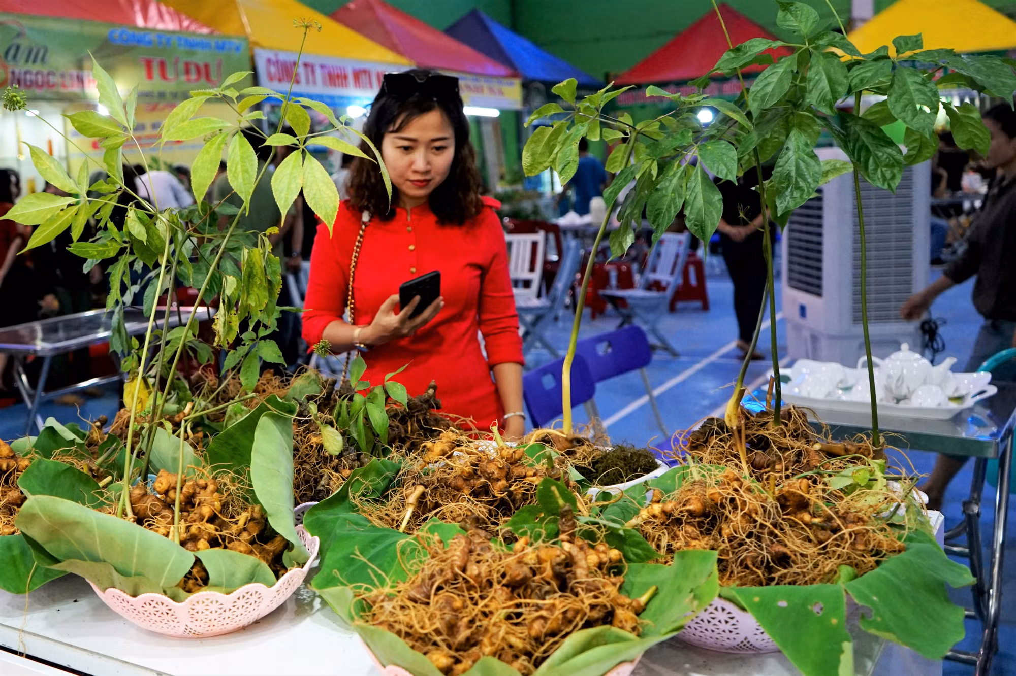 Sinh kế dưới tán rừng ở Nam Trà My ảnh 2