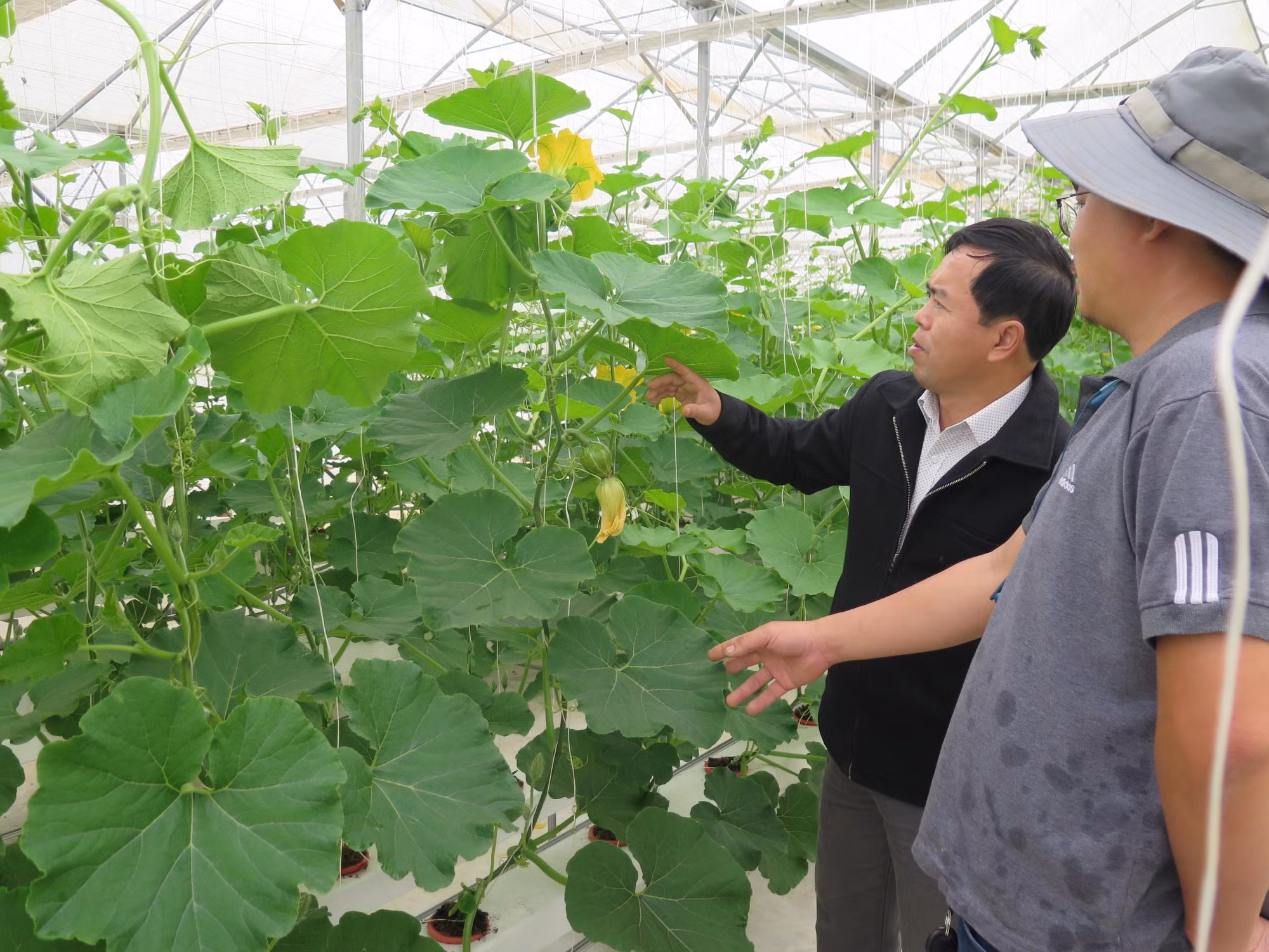 Kon Tum phát huy vai trò kinh tế tập thể ảnh 3