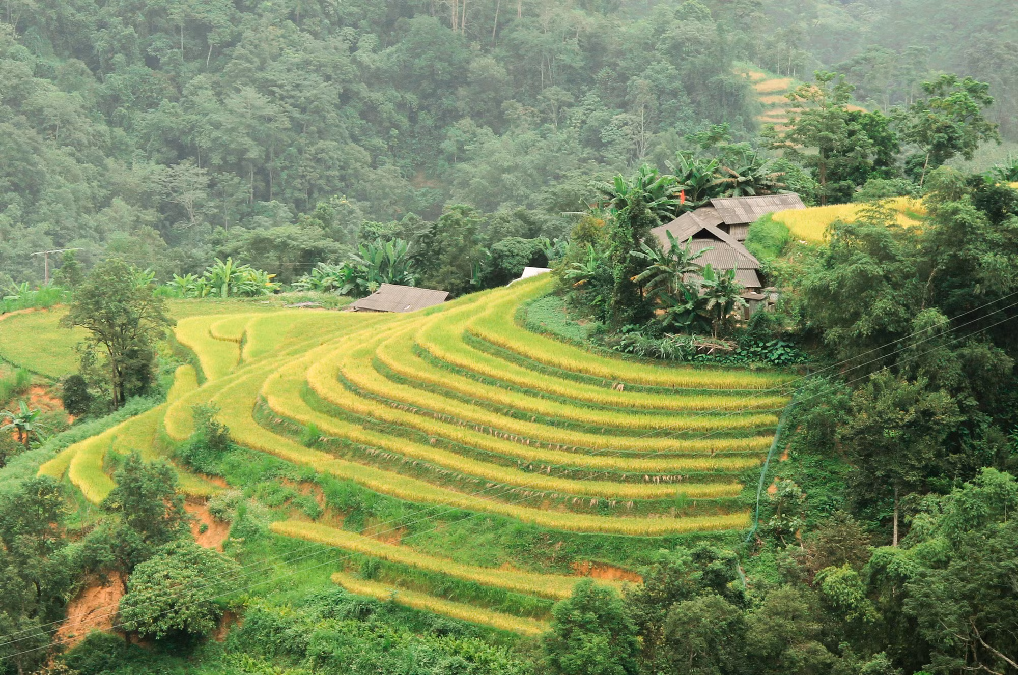 Sắc vàng phủ kín ruộng bậc thang vùng cao Hà Giang ảnh 9