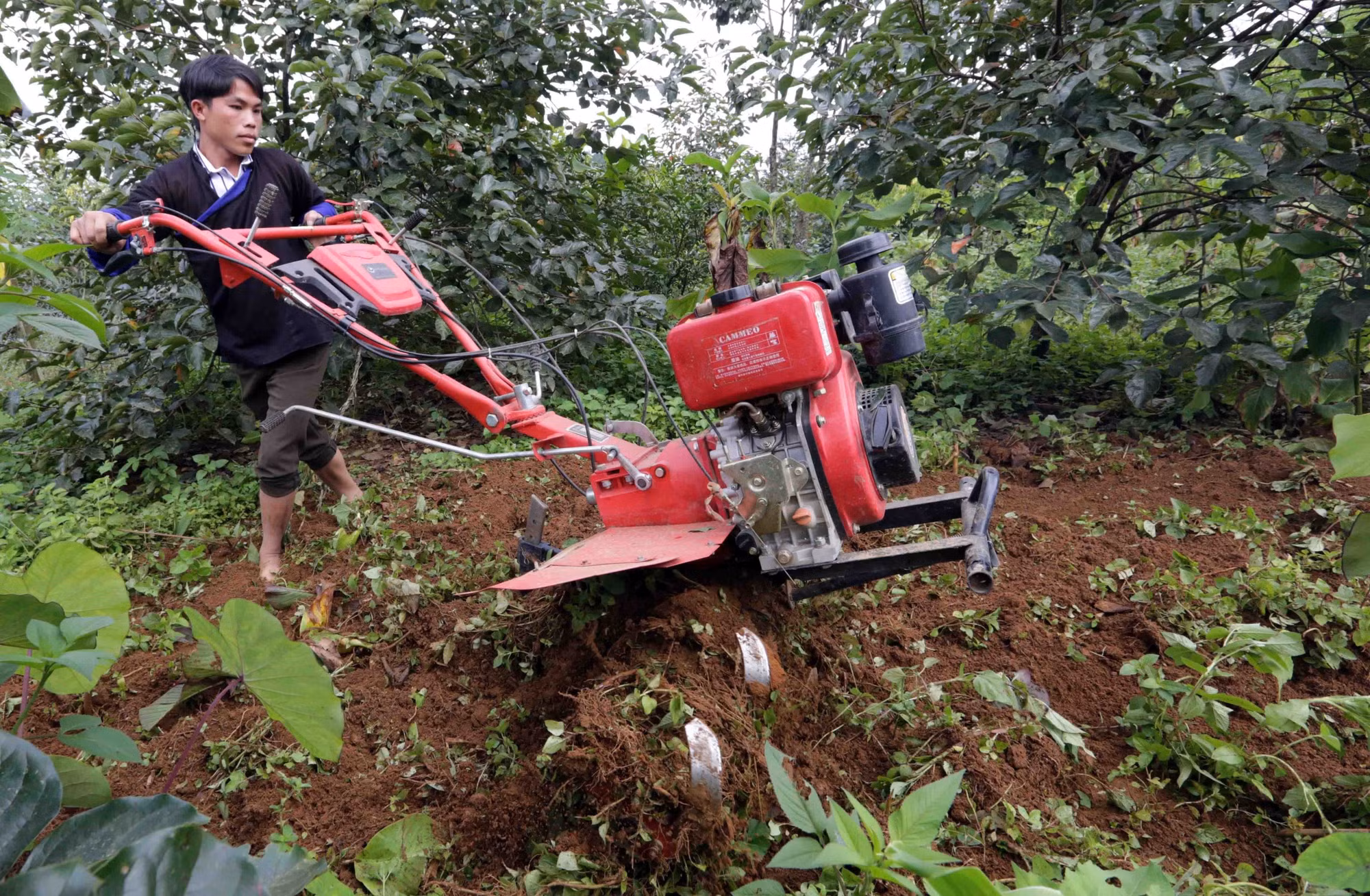 Giảm nghèo bền vững ở Mù Cang Chải ảnh 5