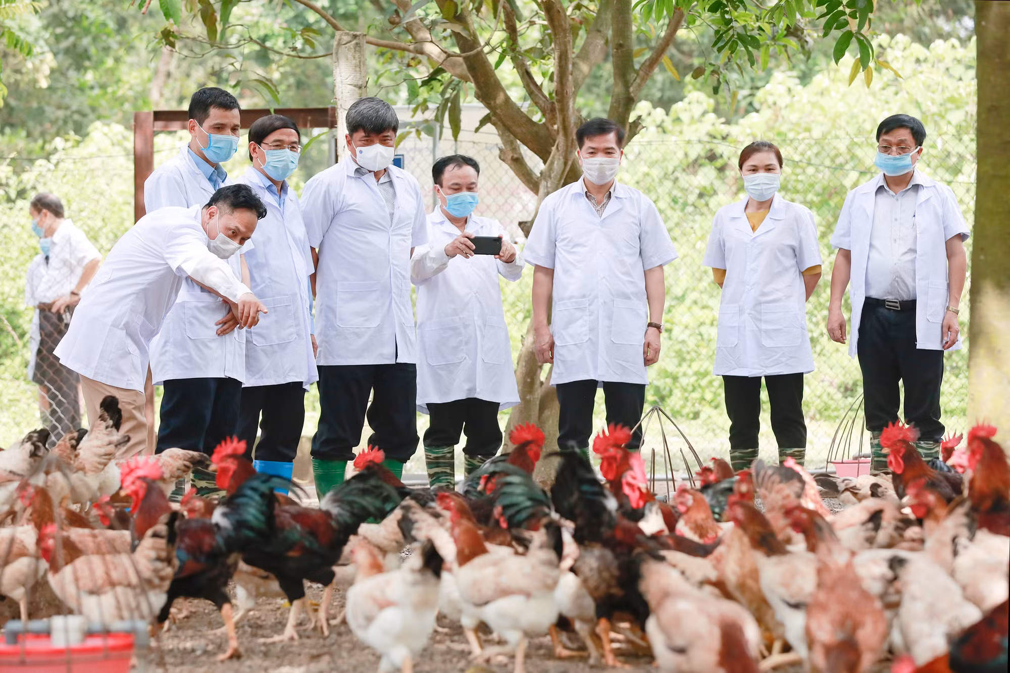 Gà tiến vua trên đất cổ Đường Lâm ảnh 2