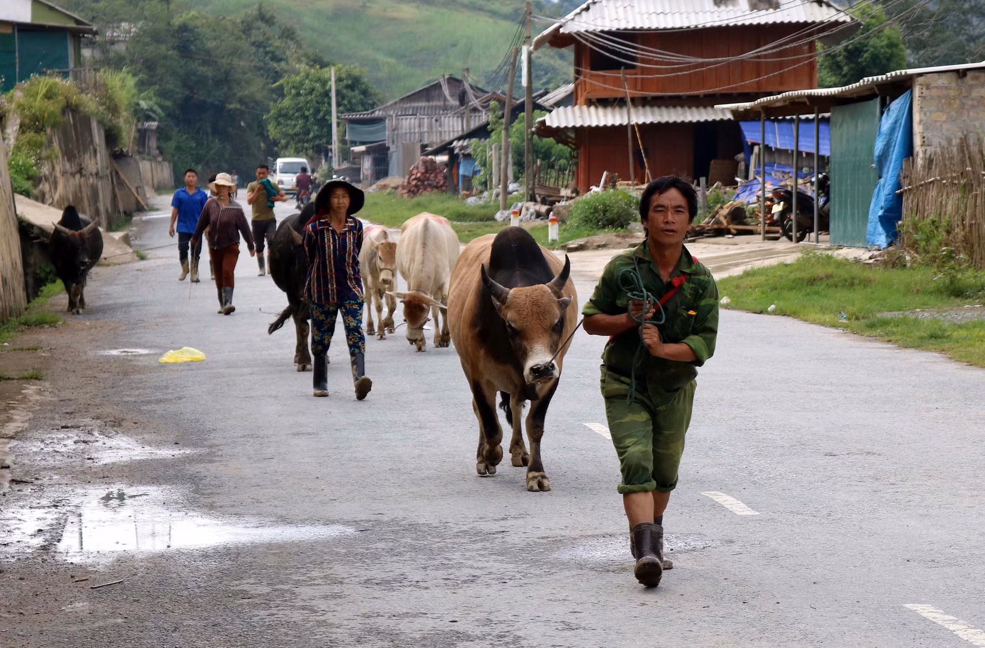 Thoát nghèo từ chăn nuôi đại gia súc ảnh 2