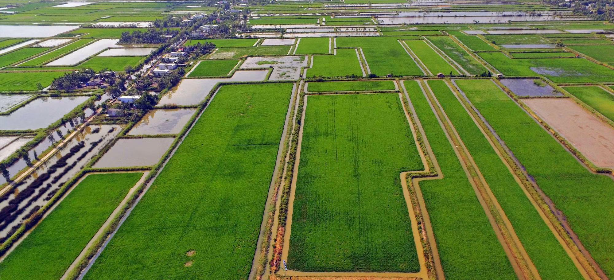 Mô hình “con tôm ôm cây lúa” vươn mình chinh phục thị trường ảnh 1