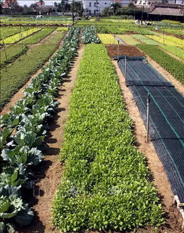 Rau truyền thống Trà Quế đắt khách ảnh 2