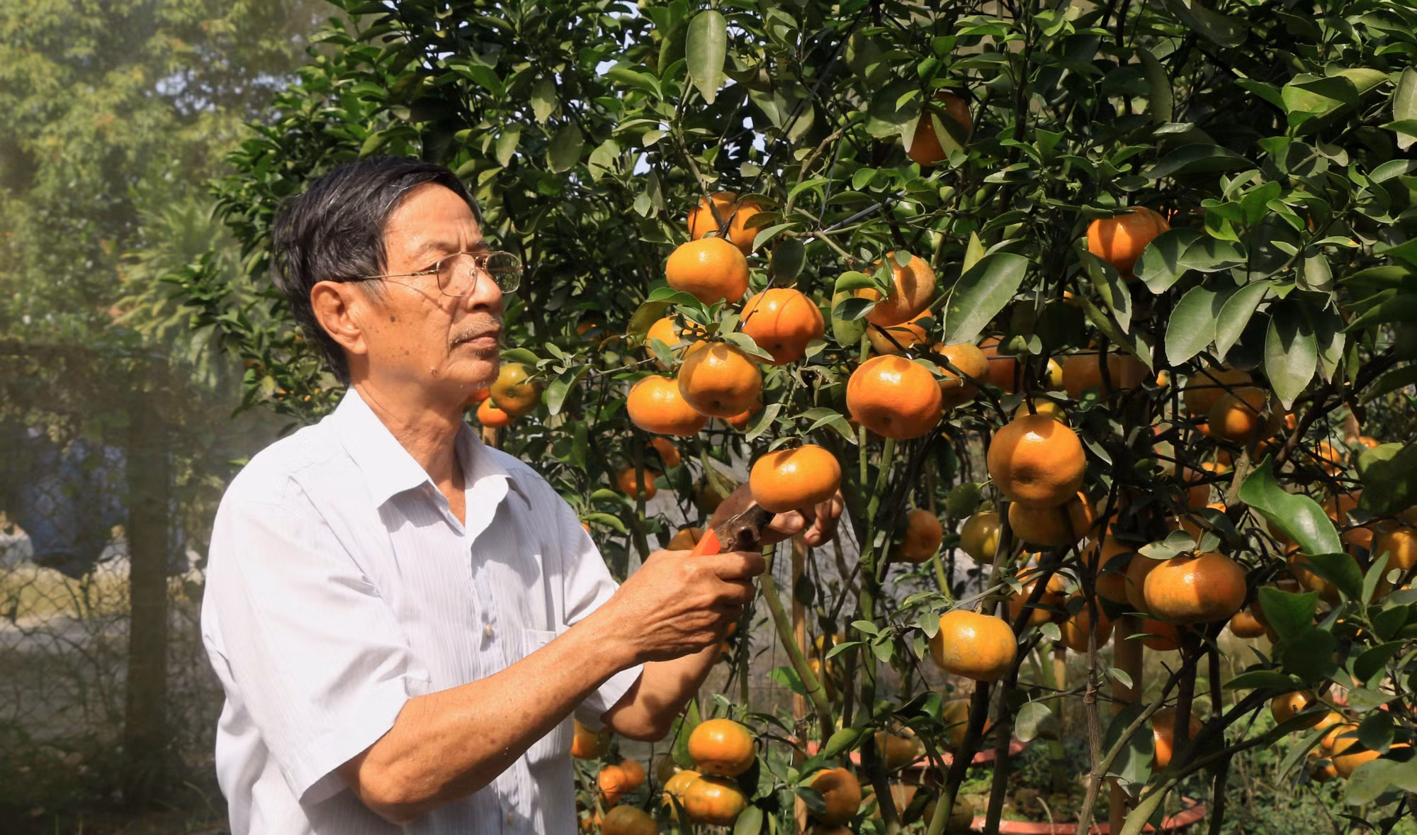 Quảng bá hình ảnh quýt hồng Lai Vung đến du khách gần xa ảnh 3