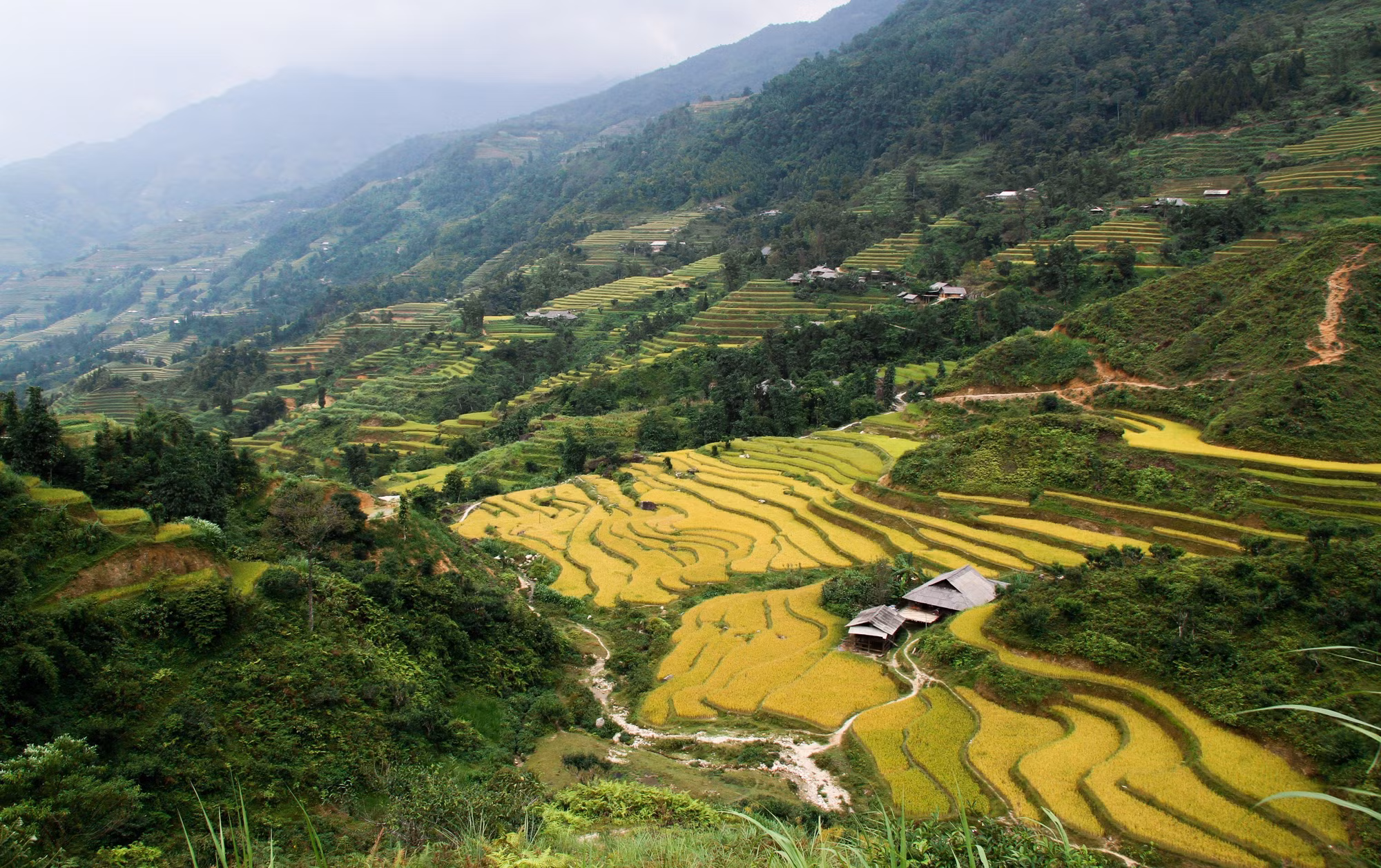 Sắc vàng phủ kín ruộng bậc thang vùng cao Hà Giang ảnh 8