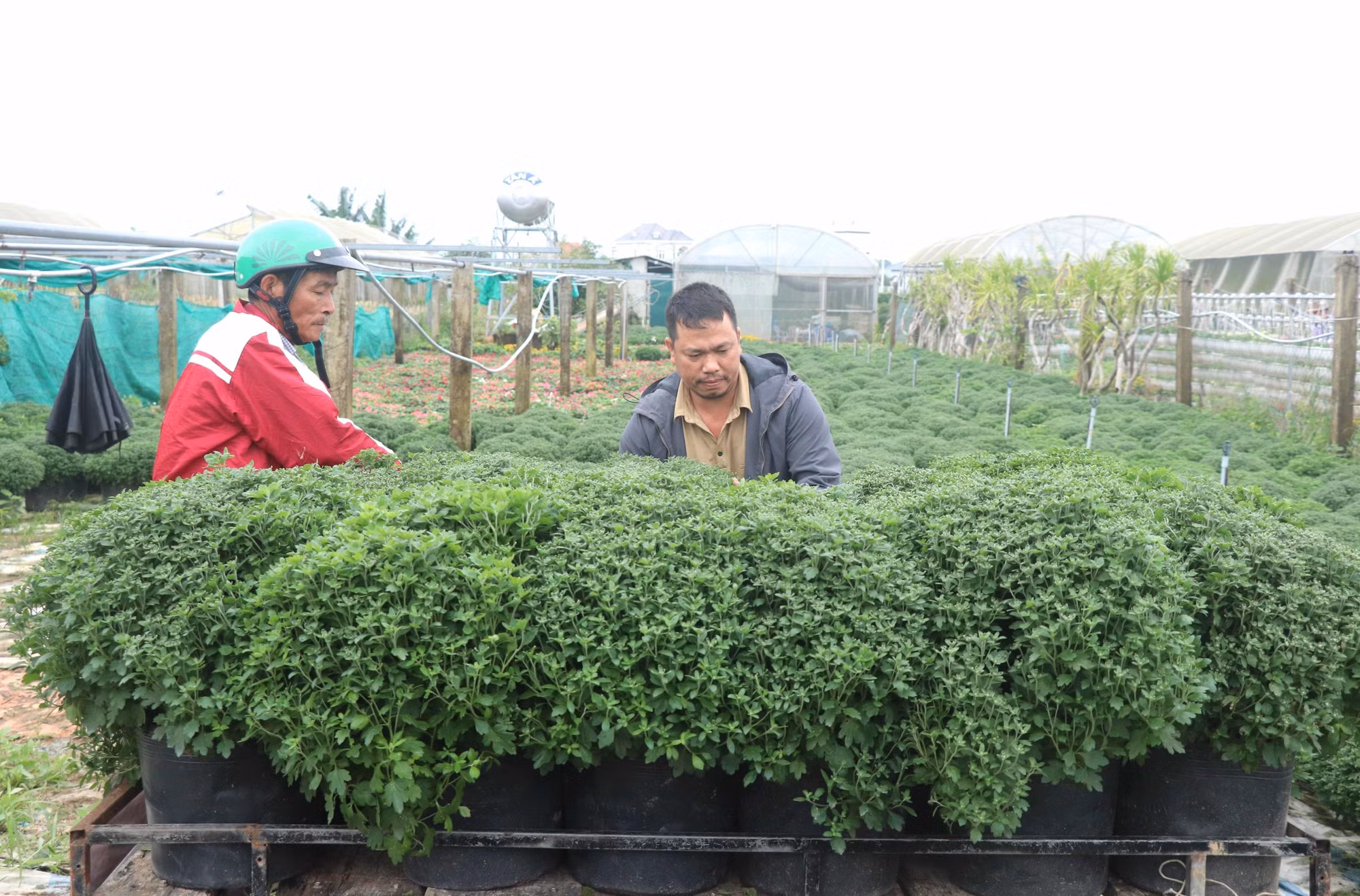 Quảng Trị: Nhà vườn kỳ vọng được mùa hoa Tết ảnh 1