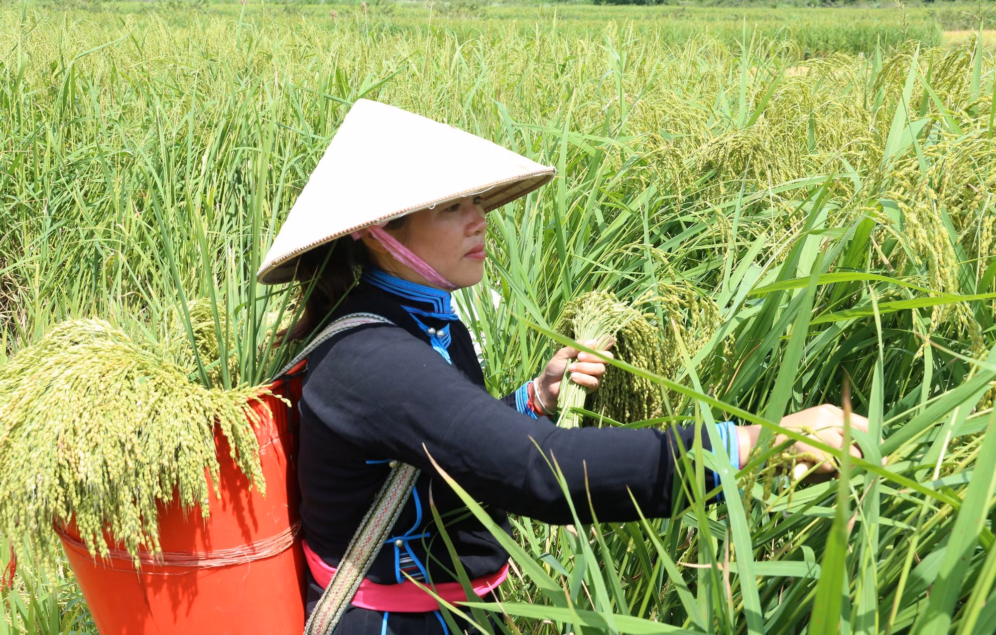 Hương cốm mới trên Cao nguyên trắng Bắc Hà ảnh 1