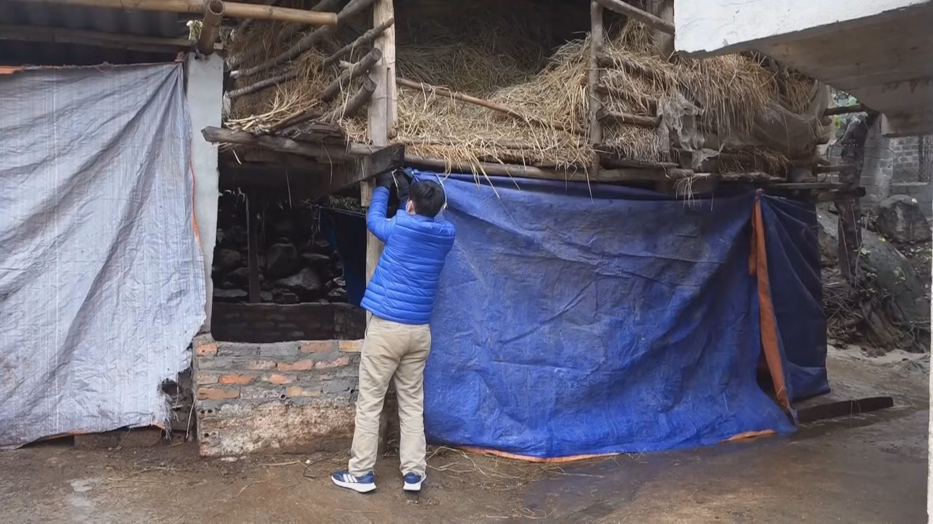 Yên Bái phòng, chống đói, rét cho vật nuôi ảnh 4
