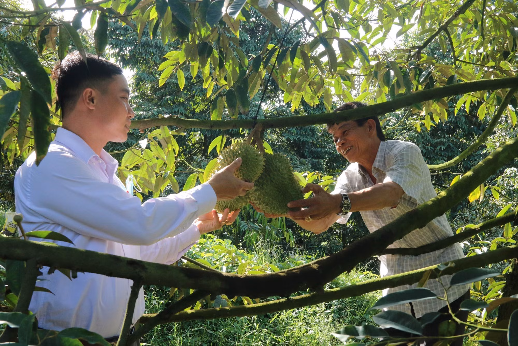 Tiền Giang: Sầu riêng nghịch vụ được mùa, trúng giá ảnh 1 Tiền Giang: Sầu riêng nghịch vụ được mùa, trúng giá ảnh 1