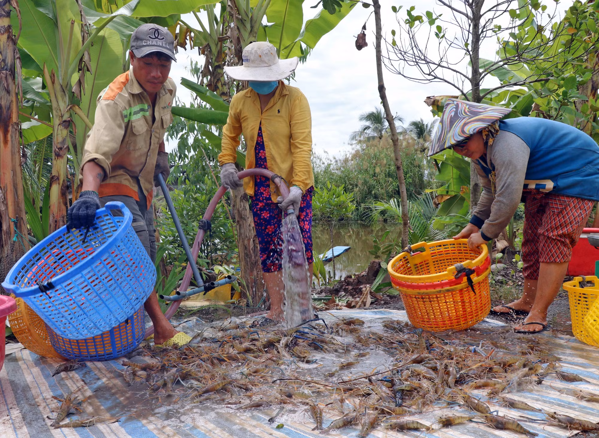 Mô hình “con tôm ôm cây lúa” vươn mình chinh phục thị trường ảnh 3