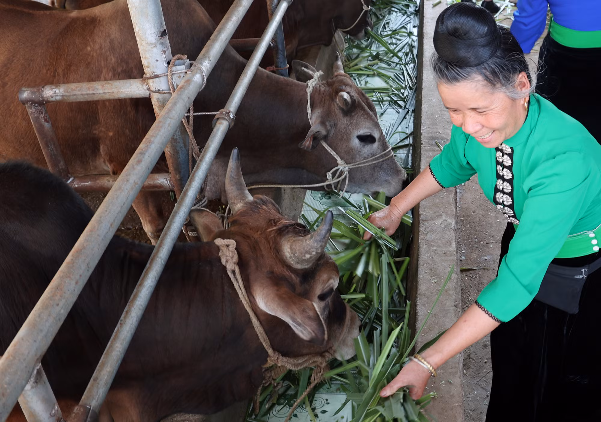 Thâm canh bò thịt trên đất dốc ở Điện Biên ảnh 1
