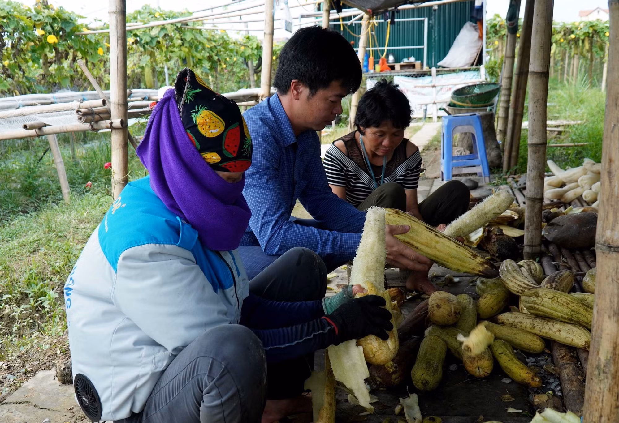 Bắc Ninh: Nông dân sáng tạo, làm giàu từ xơ mướp ảnh 3